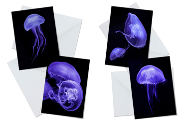 Moon Jellyfish - Greeting Card Packs by Carol Herbert