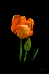 A single orange tulip on a black background Framed Art Print
