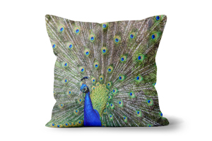 Peacock Cushion Options