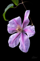 Pink Clematis Jubilee Wall Art by Carol Herbert