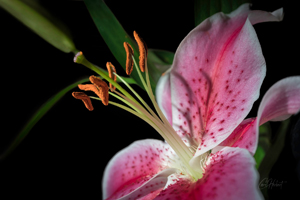 Pink Stargazer Lily 2 Wall Art by Carol Herbert