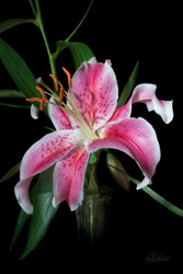 Pink Stargazer Lily 1 Wall Art by Carol Herbert