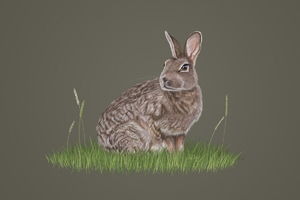 Wild Rabbit Wall Art by Carol Herbert