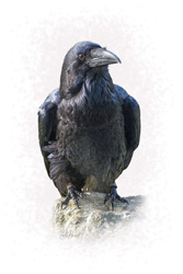 The Raven Art Print Options