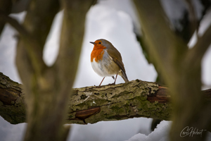 Winter Robin 01 Wall Art and Gifts