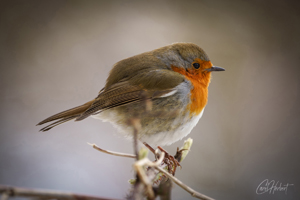 Spring Robin 03 Wall Art and Gifts