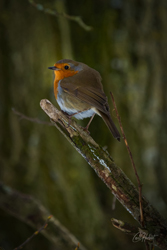 Spring Robin 04  Wall Art Print