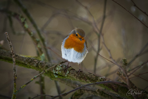 Robin Redbreast 01 Wall Art by Carol Herbert