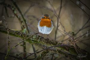 Robin Redbreast 02 Wall Art by Carol Herbert