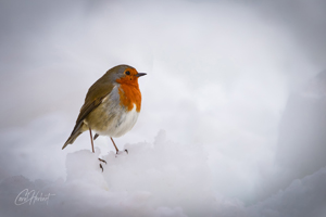 Robin in Snow Mounted Print Options