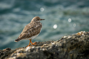 Ruddy Turnstone Wall Art by Carol Herbert