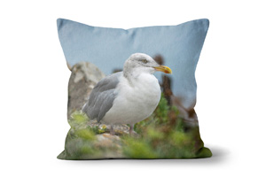Seagull 3 Cushions by Carol Herbert