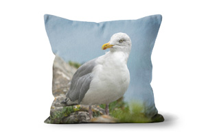 Seagull 3 Cushions by Carol Herbert