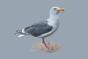 Seagull Canvas Print Options
