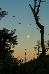 Home to Roost  Art Print
