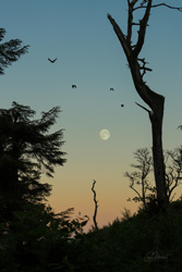 Home to Roost Art Print Options