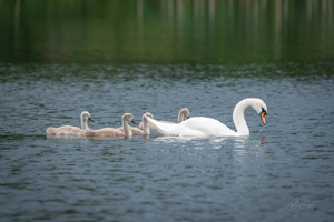Swan and Cygnets Wall Art and Gifts