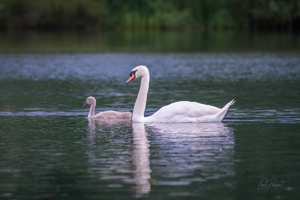 Swan and Cygnet Wall Art and Gifts