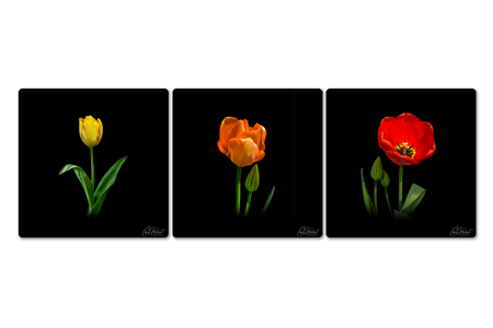 Tulips - Triptych Canvas Wall Art by Carol Herbert