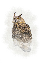 Drawing of a Turkmenian Eagle Owl Board Mounted Art Print