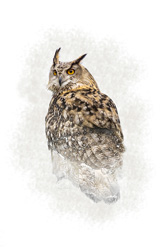 Turkmenian Eagle Owl Wall Art by Carol Herbert