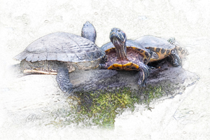 Wild Turtles Art Print Options