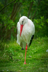 White Stork Standing Mounted Print Options
