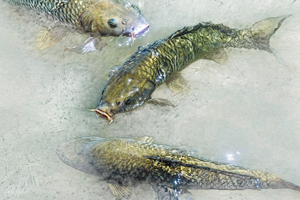 Wild Carp Wall Art and Gifts