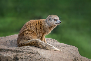 Yellow Mongoose 3 Art Print Options