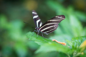 Zebra Longwing Butterfly Mounted Print Options