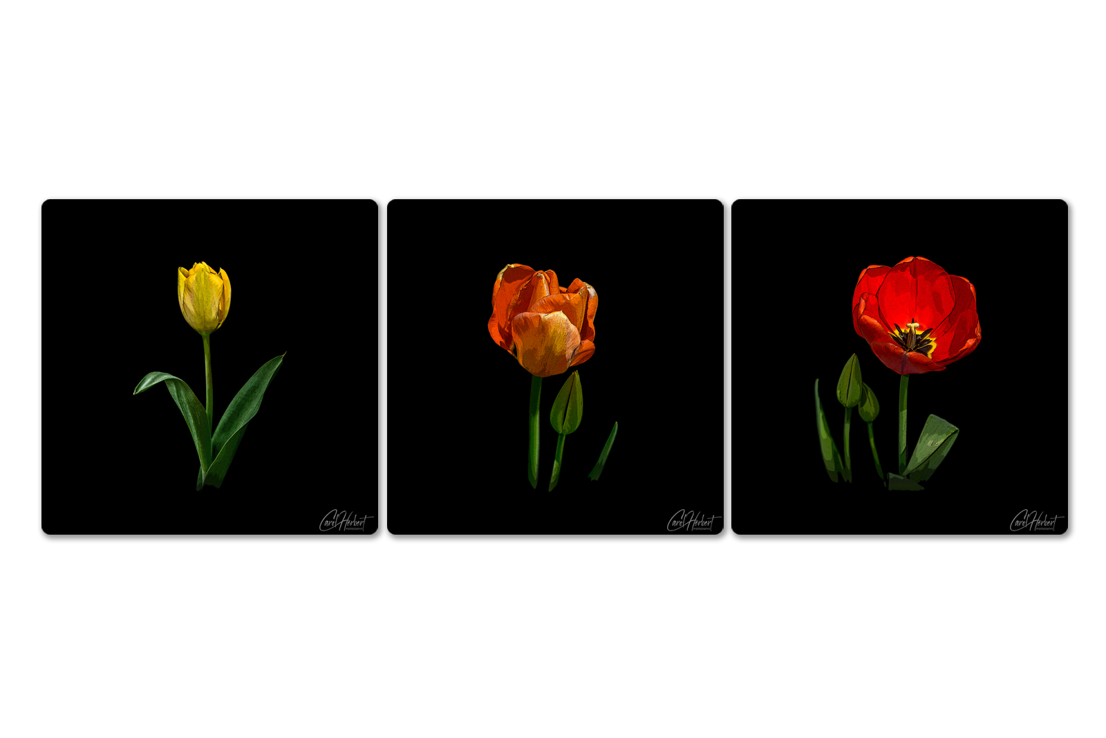 Three canvases with a single yellow, orange and red tulip in a pop art style