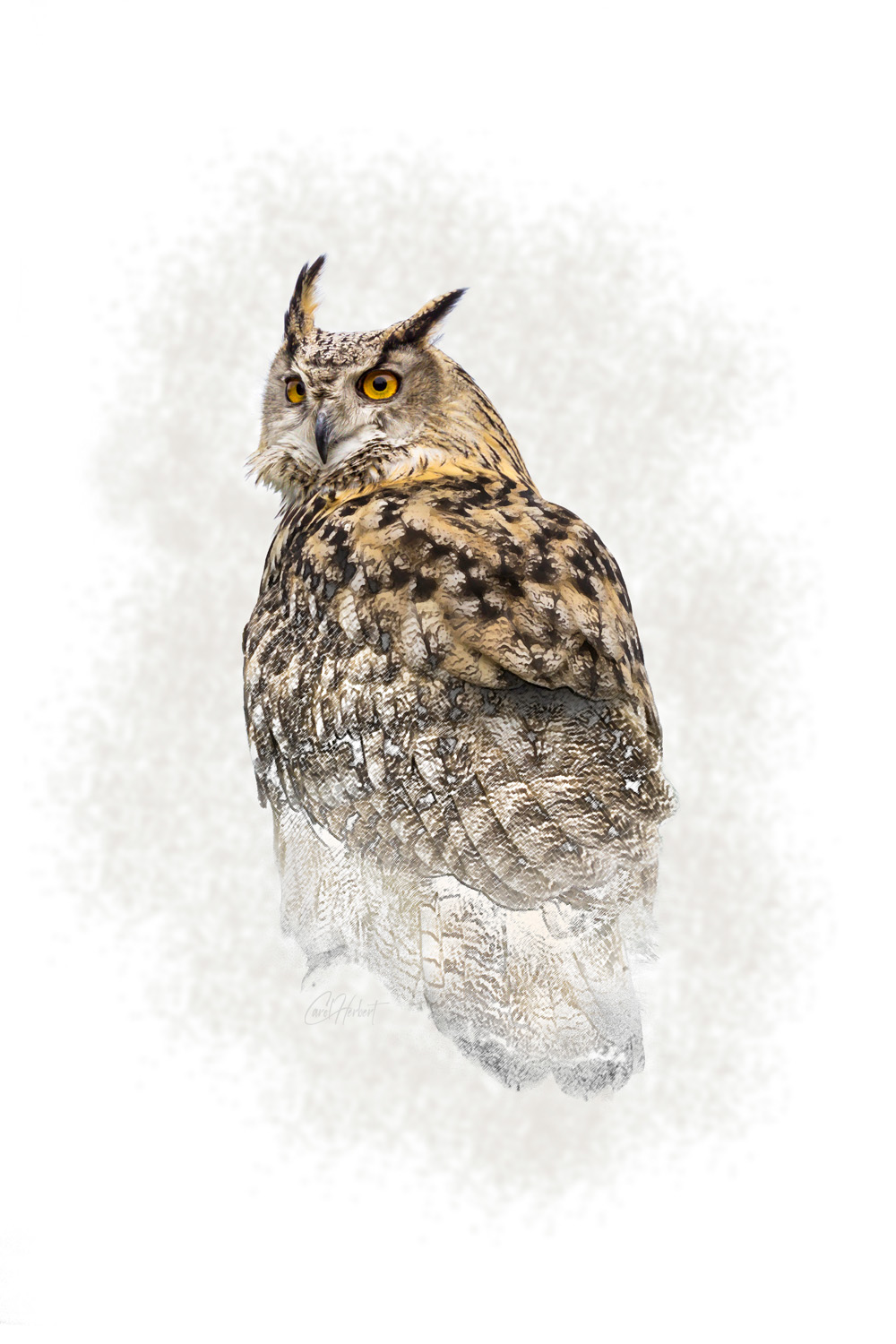 Drawing of a Turkmenian Eagle Owl