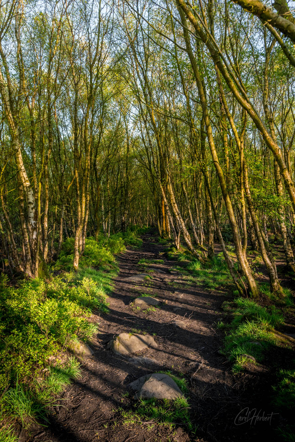 Wadsley Common Sheffield