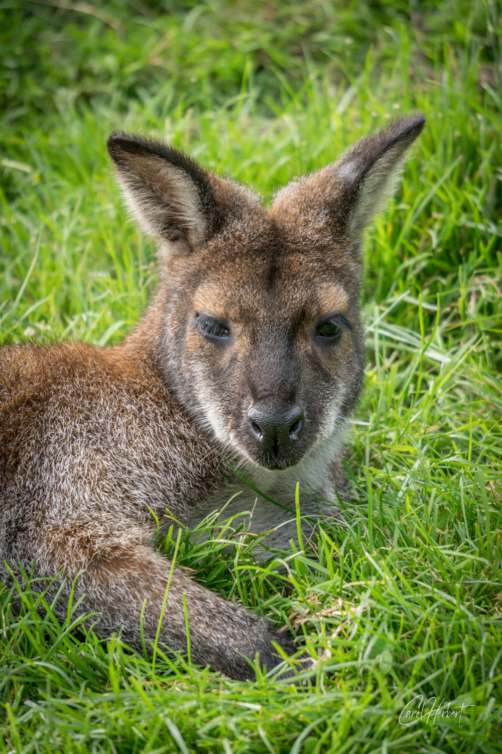 Photograph of a Wallaby