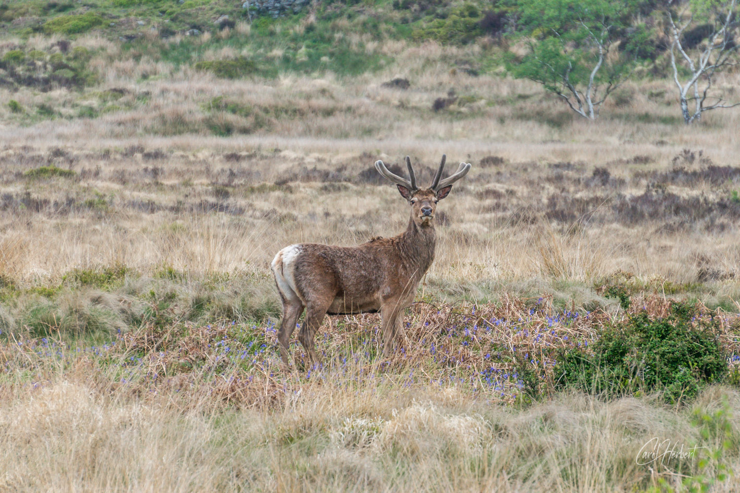 Photograph of a wild deer stag