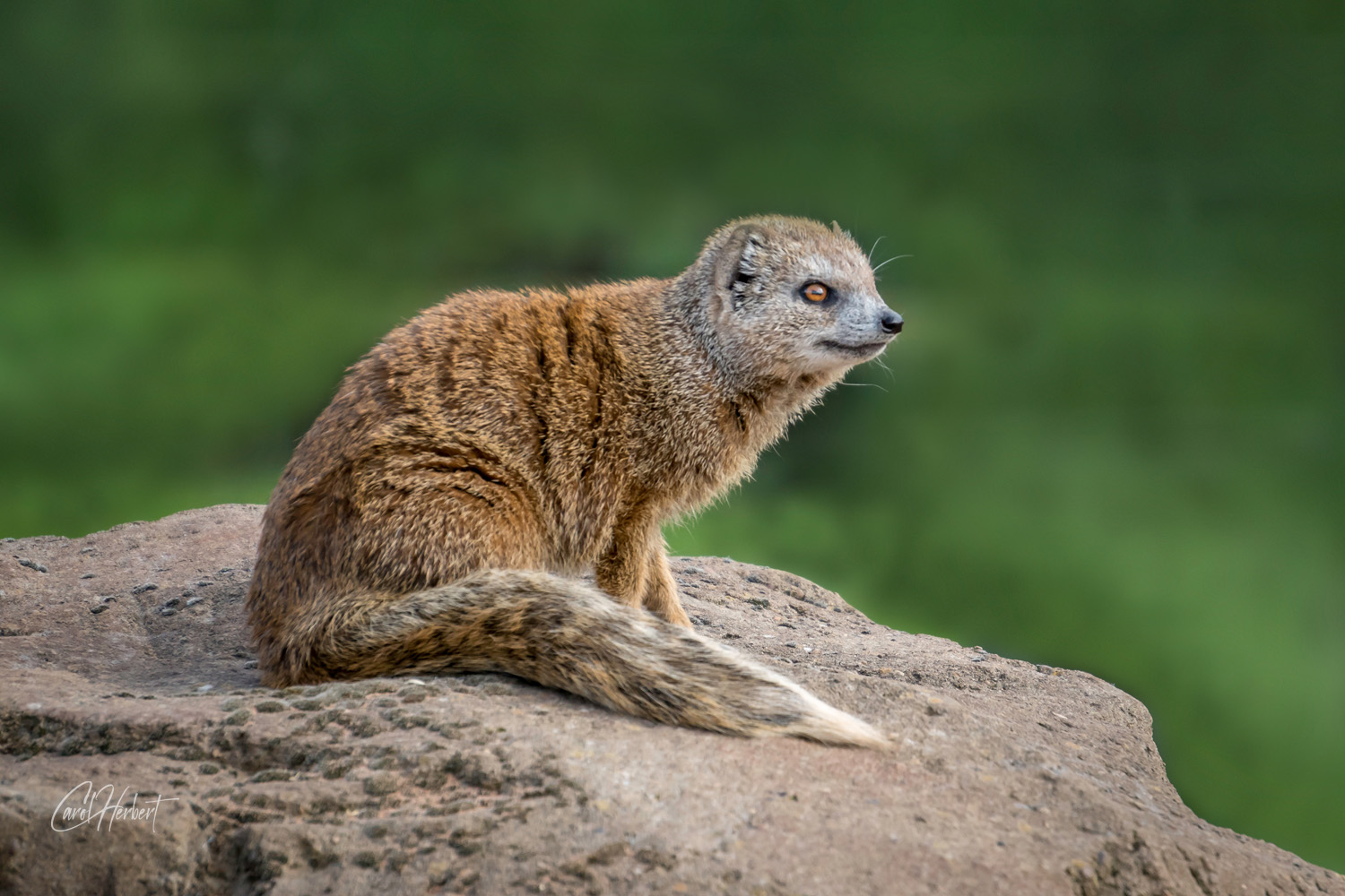 Yellow Mongoose