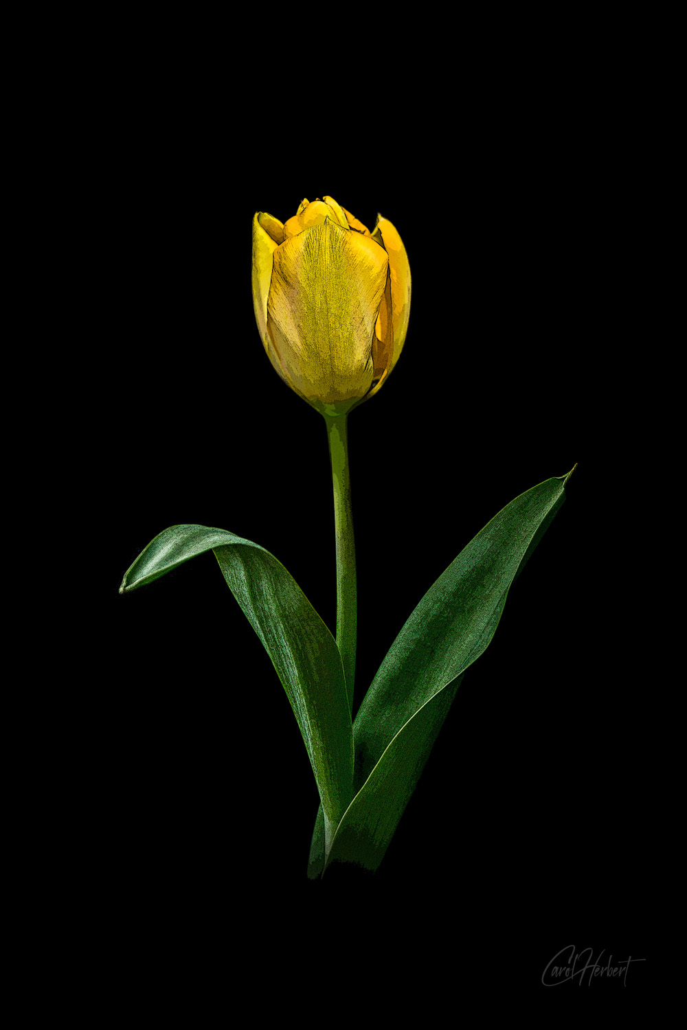 A single yellow tulip on a black background in a pop art style