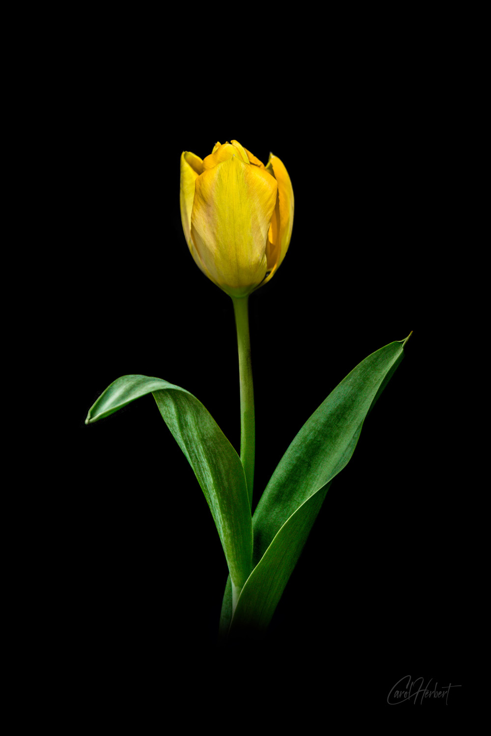 A single yellow tulip on a black background